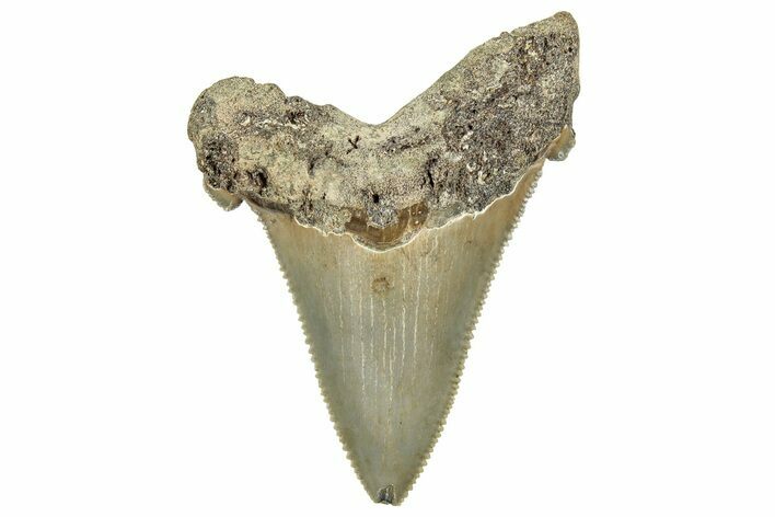 Serrated Angustidens Tooth - Megalodon Ancestor #326376